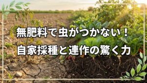 無肥料で育つ!自家採種と連作の力