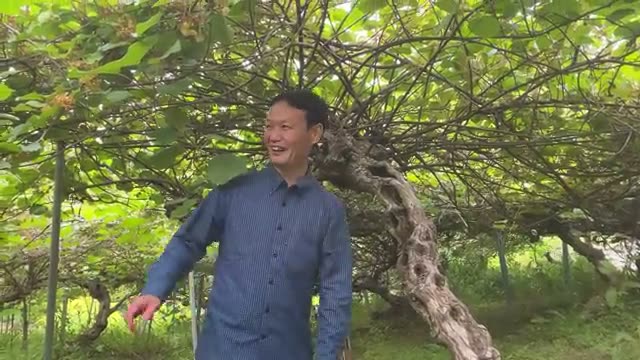 自然農法30年を迎えたキウイ栽培