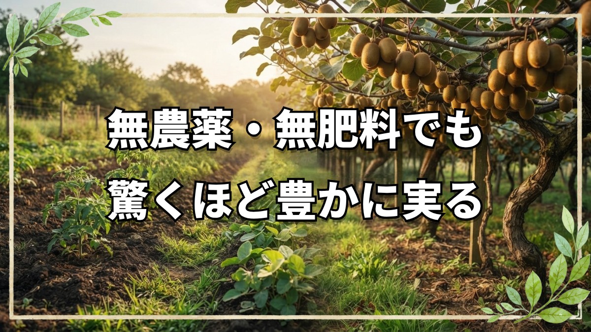 自然栽培30年のキウイと若き挑戦