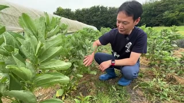 4. そら豆のアブラムシ発生から学ぶ「自然のバランス」