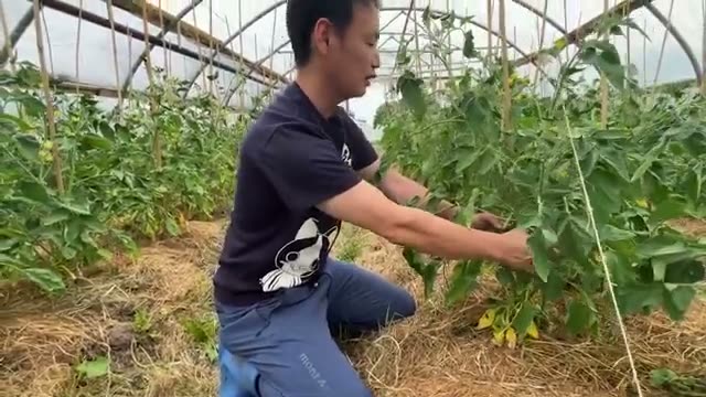 1. 収穫量が1.5倍になったトマトの「多本仕立て」と誘引のコツ