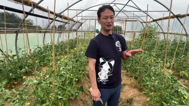 3. 連作と自家採種がもたらす驚異的な適応力