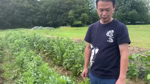 14年目の畑にアブラムシが大発生した理由とは?