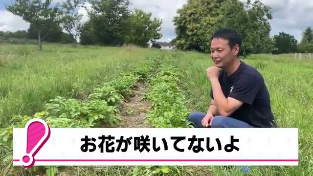 自家採種を重ねると花が咲かなくなる?ジャガイモに見る自然の適応