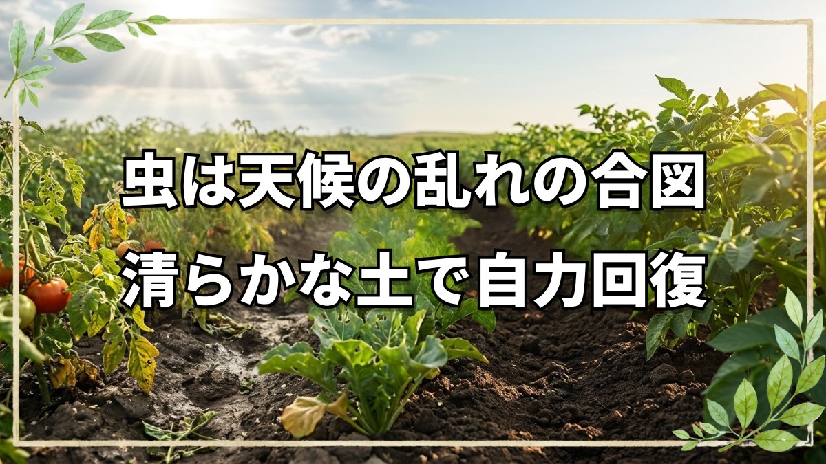 自然農法14年でも虫が発生する理由