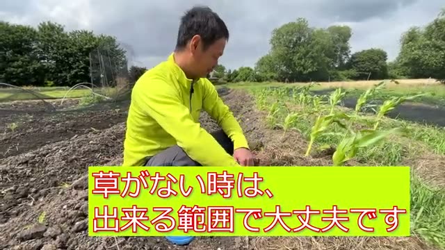2. 日常の管理:地下茎を抑える「草マルチ」のコツ