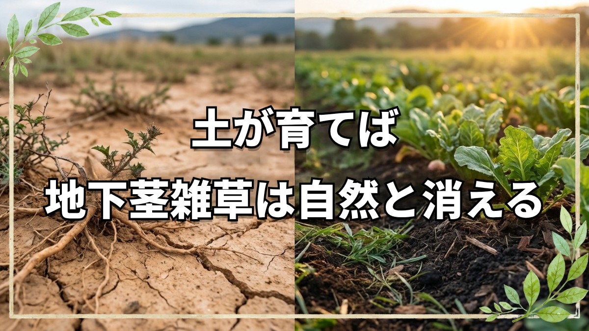 【自然農法】厄介な「地下茎雑草」を根本から克服する方法！土が変われば生える草が変わる