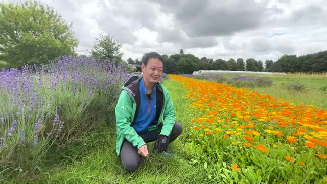 畑に花を植え、豊かな生態系をつくる