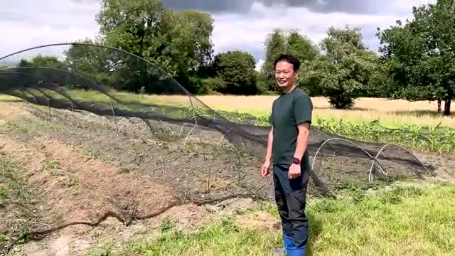 10年以上の自家採種と連作を続ける野菜たち