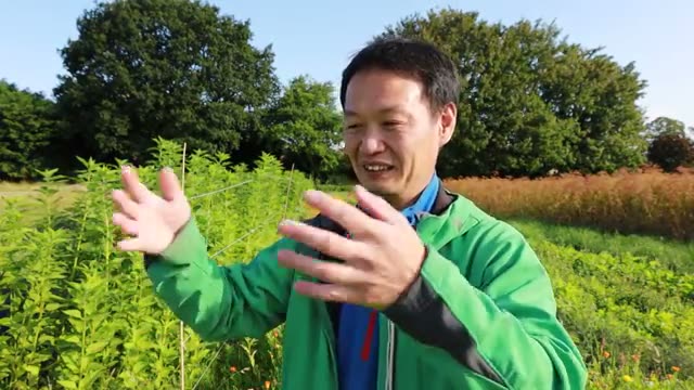 水田での過剰な耕起と収穫量のエピソード