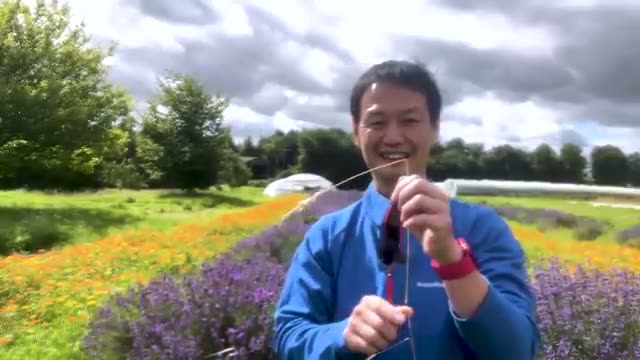 「風の草刈り」とは何か
