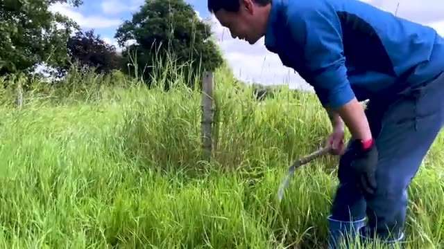 深刈りとの生育比較実験