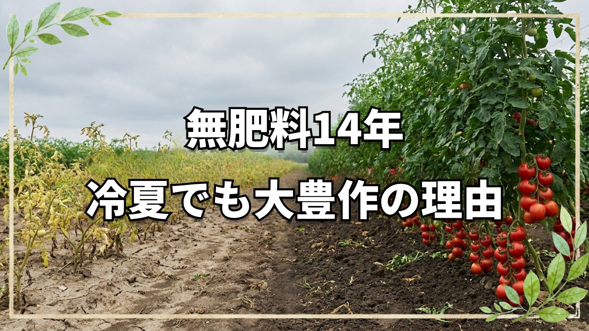 無肥料14年の畑が冷夏でも大豊作な理由