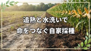 トマト自家採種の基本と手順