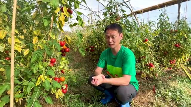 連作と自家採種を重ねる主な野菜の生育状況