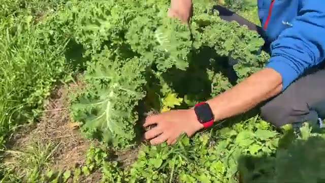 畑での実践例と作物の様子