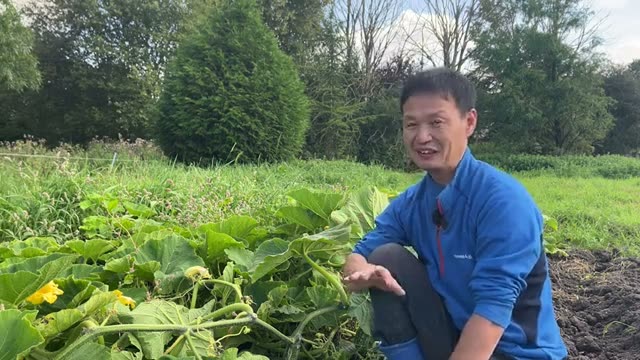 草マルチのメリットと注意すべきポイント