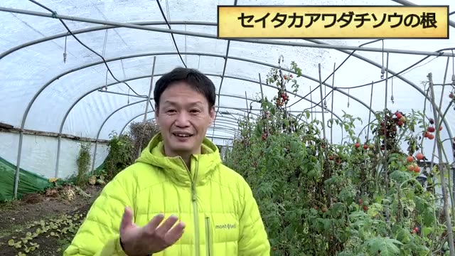 草マルチの実践:生えている草をそのまま使っていい?