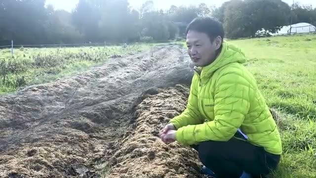 10年以上の連作・自家採種でジャンボ化したニンニク