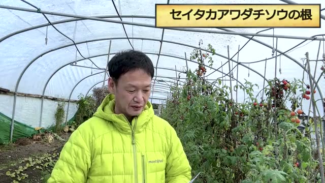 耕作放棄地のセイタカアワダチソウ、根っこは全部抜くべき?
