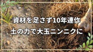 連作10年で大玉に!自然栽培ニンニクの知恵