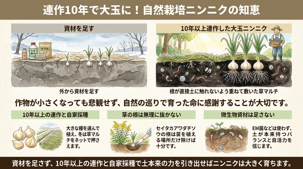連作10年で大玉に!自然栽培ニンニクの知恵