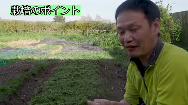 ニンジンを大きく綺麗に育てる4つの要点