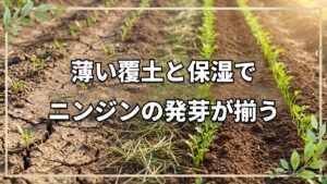 自然栽培ニンジンの種まきと発芽のコツ