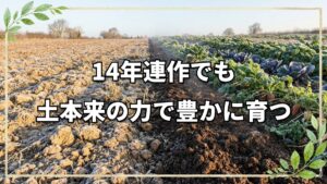 自然農法14年の冬の畑を巡る。連作と自家採種がもたらす土と野菜の力