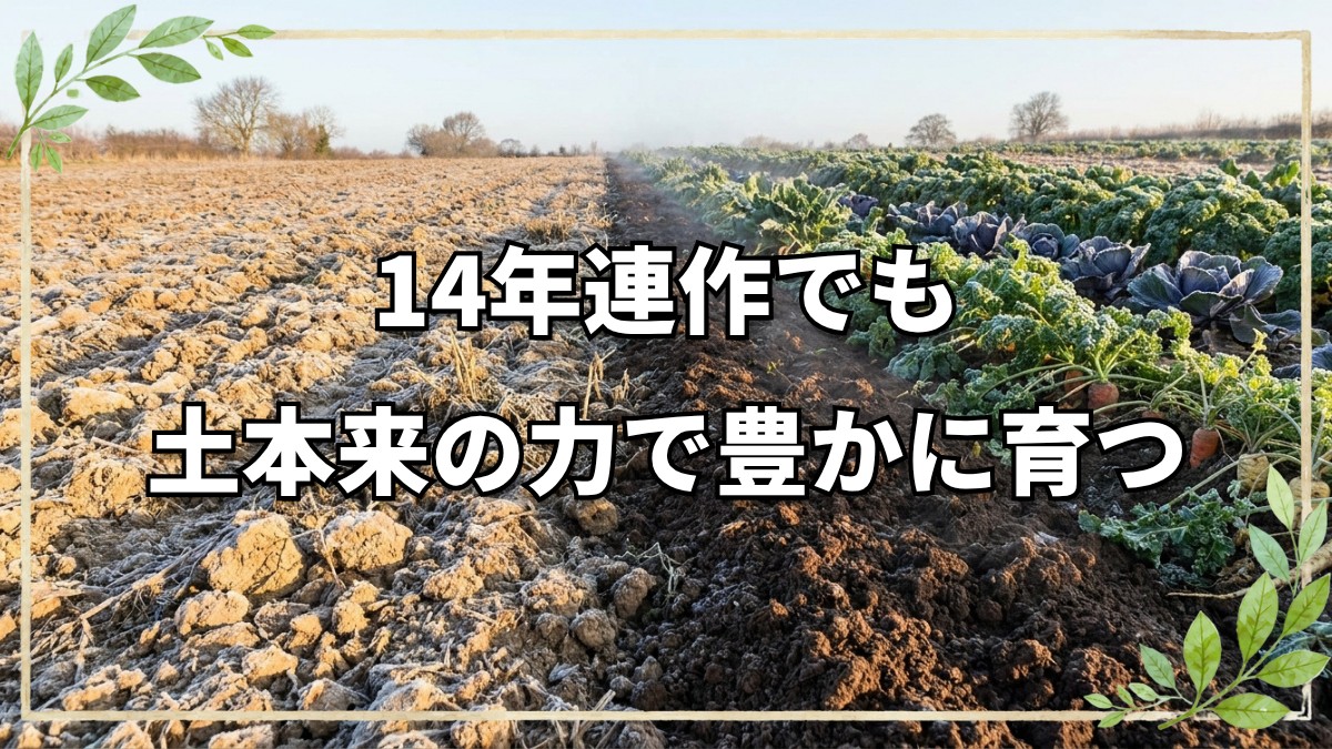 自然農法14年の冬の畑を巡る。連作と自家採種がもたらす土と野菜の力