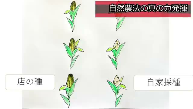 2. 9年間の自家採種がもたらしたトウモロコシの適応