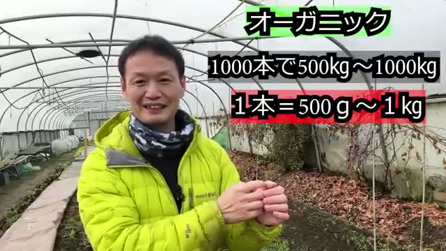 3. ブドウ23本から600kg!プロ農家の数十倍という驚異的な実り