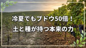 冷夏でブドウ50倍!土と種が持つ力