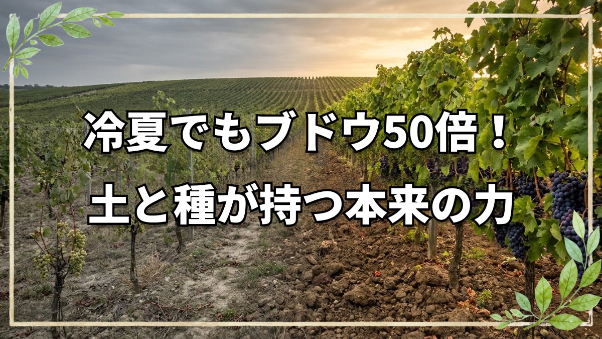 冷夏でブドウ50倍！土と種が持つ力