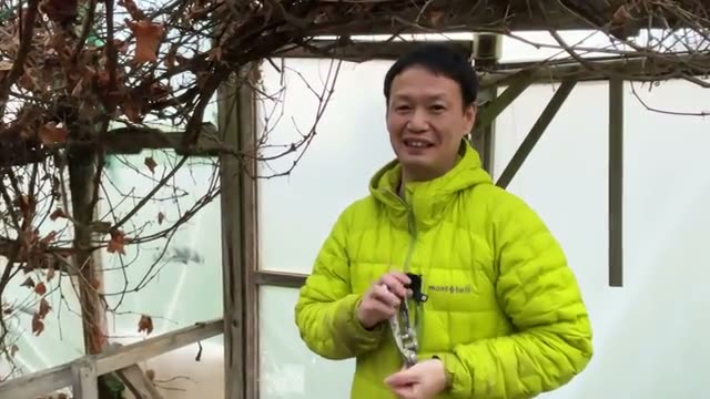 常識の50倍!ブドウ23本で600kgを実らせる衝撃の実績