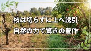 果樹を豊作にする切らない剪定の極意