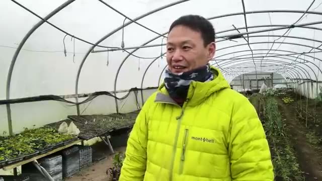 雑草は抜く?抜かない?実践的な判断基準とコツ
