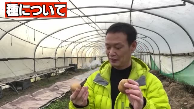 種芋の選び方と準備の手順