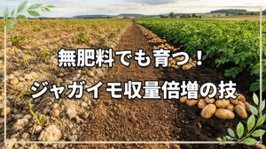 自然栽培でジャガイモ収穫量を倍にする技術