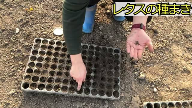 実践:失敗を防ぐレタスの種まき手順