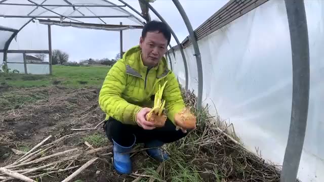 自家採種10年目!玉ねぎの種取り手順とポイント