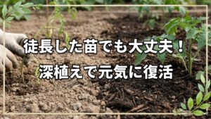 自然栽培トマトの育苗・定植と土の管理法