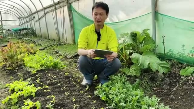 2. 夏を見据えてじっくり育てる「実もの・豆類・根菜」