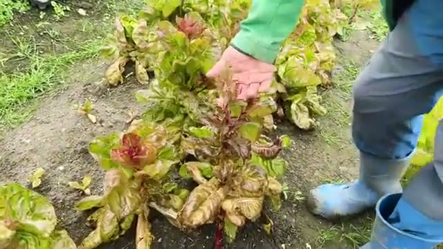 4. 自然の営みから学ぶ:自家採種と土のサイン