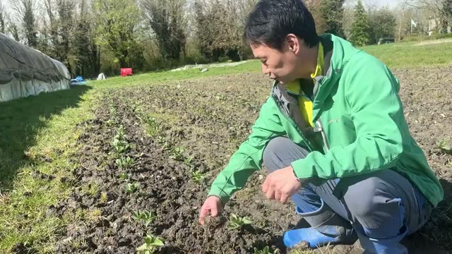 やむを得ず作業して土がゴロゴロになった場合の対処法