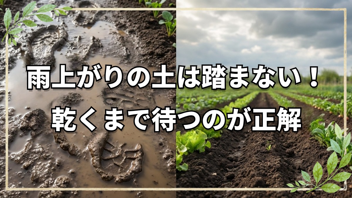 雨の後の自然栽培！やってはいけないこと