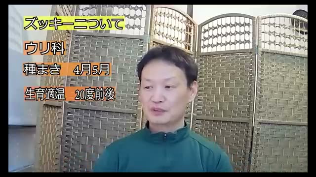 5. 巨大化するズッキーニ栽培!株間と管理のポイント