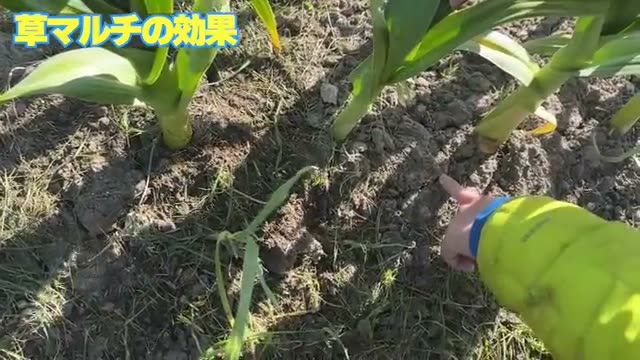 草が足りないときはどうする?