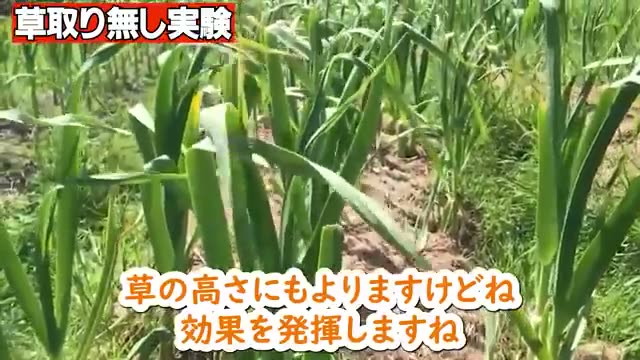 草マルチと特に相性の良い作物