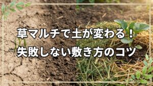 草マルチの効果と失敗しない敷き方のコツ